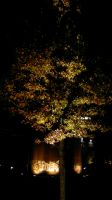 24112011211.jpg