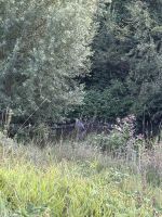 IMG_0487.JPG