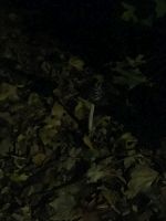 IMG_0715.JPG