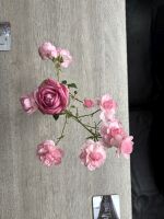IMG_0725.JPG