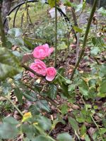 IMG_1218.JPG