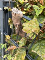 IMG_1249.JPG