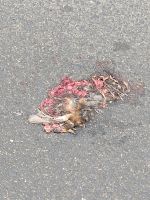 IMG_20210719_132320703.jpg